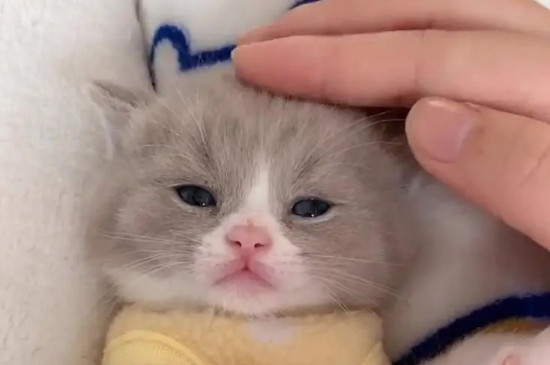 貓咪拉肚子了怎么辦