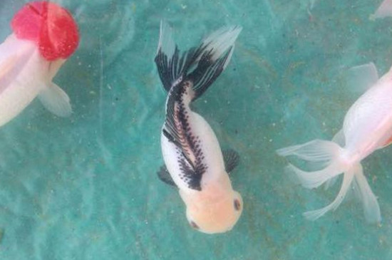 鶴頂紅金魚頭部變白了是什么病，金魚頭上褪色怎么治療