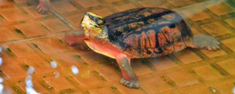小烏龜?shù)纳盍?xí)性和飼養(yǎng)環(huán)境，養(yǎng)小烏龜?shù)恼_方法
