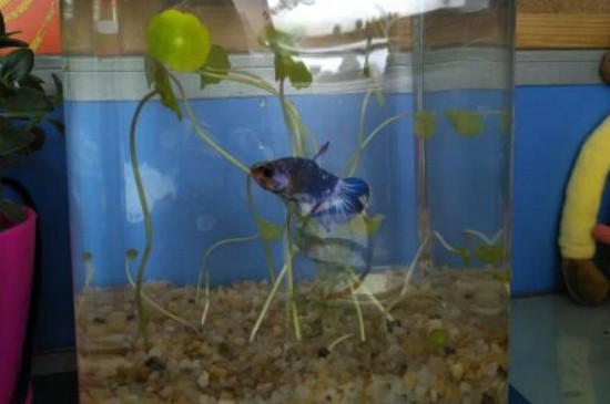 斗魚冬天會凍死嗎