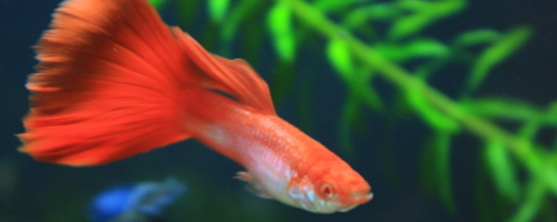 孔雀魚越生越多怎么辦