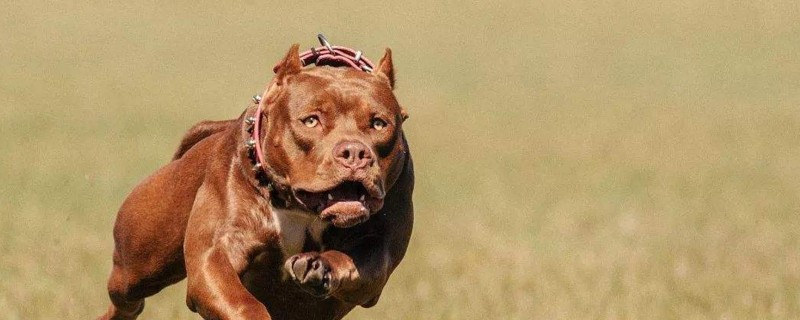 比特犬為什么怕土狗