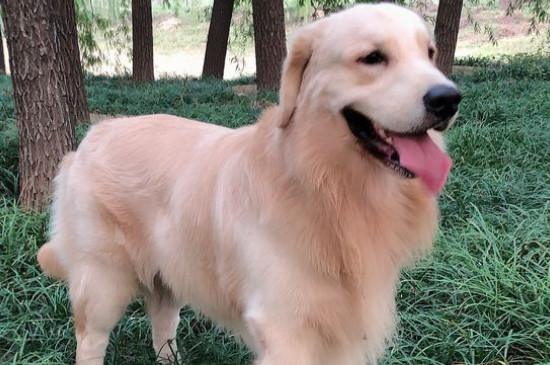 卷毛比熊犬智商排名第幾名，寵物狗比熊智商排行榜