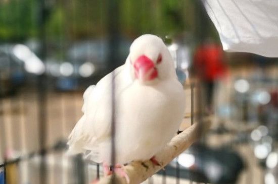 怎么讓白文鳥不怕我