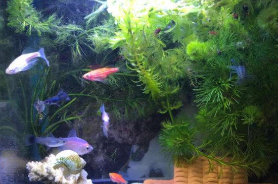 養(yǎng)魚密度計算方法
