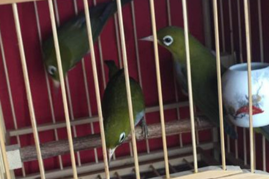 繡眼鳥怎么挑選，如何挑選品相好的繡眼鳥