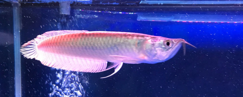 銀龍魚和什么魚混養(yǎng)好