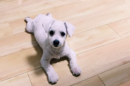 比熊犬訓(xùn)練方法