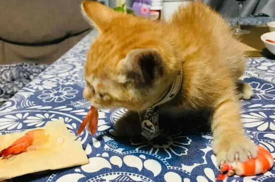 貓咪可以吃蝦肉嗎