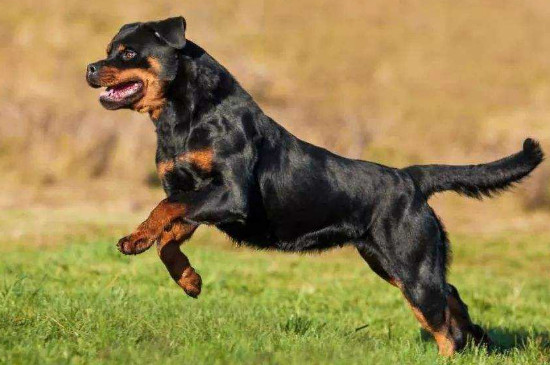 羅威納犬訓練方法