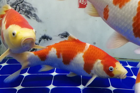 錦鯉魚吃什么食物