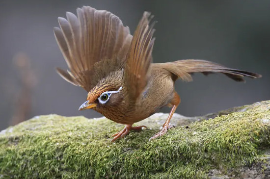 畫眉鳥種類