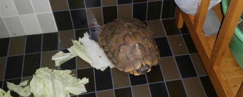 草龜吃什么?