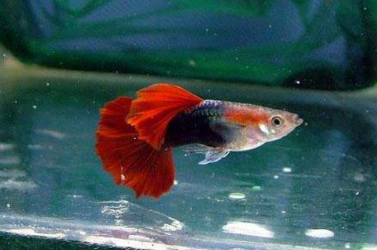 孔雀魚能吃蝦米嗎