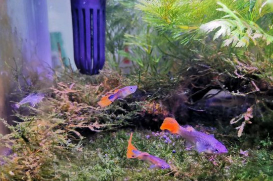 適合孔雀魚崽躲避的水草