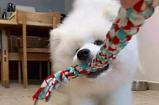 薩摩耶犬為什么沒人養(yǎng)