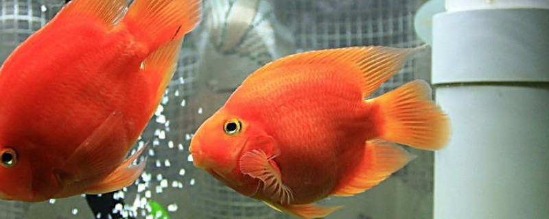 紅鸚鵡魚溫度多少合適