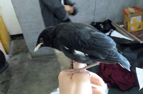 母八哥會(huì)說話嗎