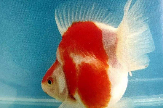養(yǎng)鎏金魚(yú)該注意什么
