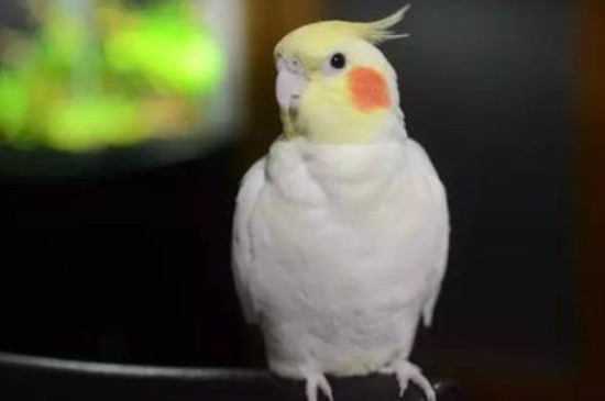 玄鳳鸚鵡第一次換羽是幾個月