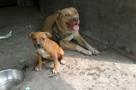 美國牛頭梗厲害嗎，牛頭梗犬對戰(zhàn)比特犬的結(jié)局
