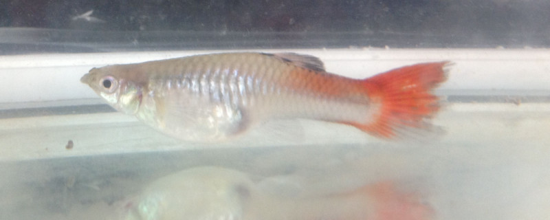 孔雀魚需要打氧嗎?