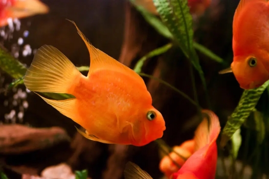 鸚鵡魚一天喂幾次怎么養(yǎng)最紅