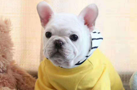 法國斗牛犬的優(yōu)缺點(diǎn)