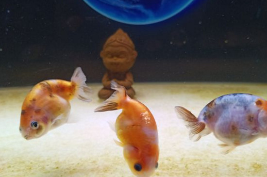 蘭壽金魚好養(yǎng)嗎