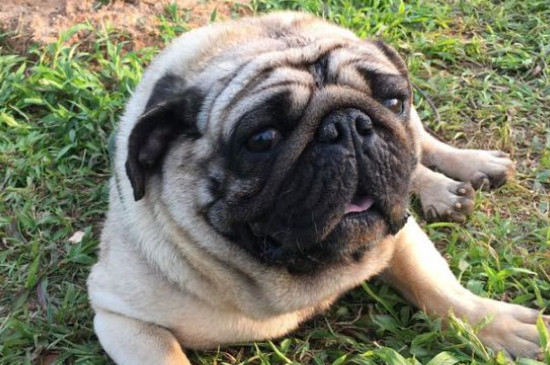 巴哥犬訓練方法