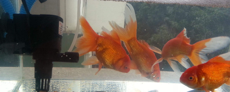 小金魚(yú)怎么養(yǎng)不會(huì)死