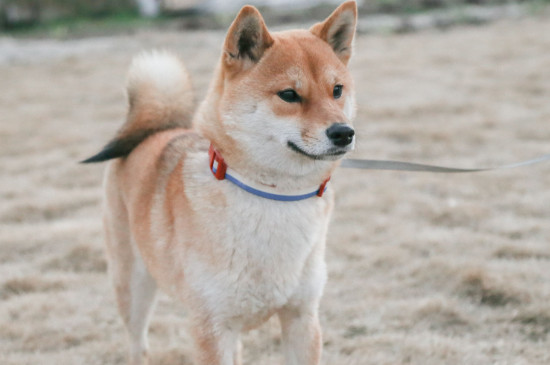 柴犬聰明嗎