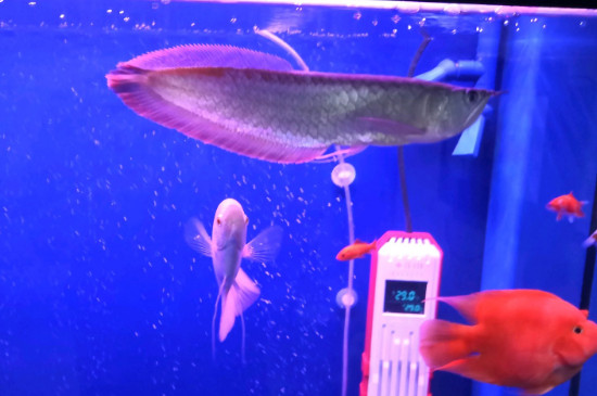 銀龍魚可以兩條一起養(yǎng)嗎