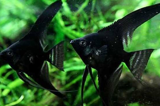 神仙魚吃觀賞蝦怎么辦