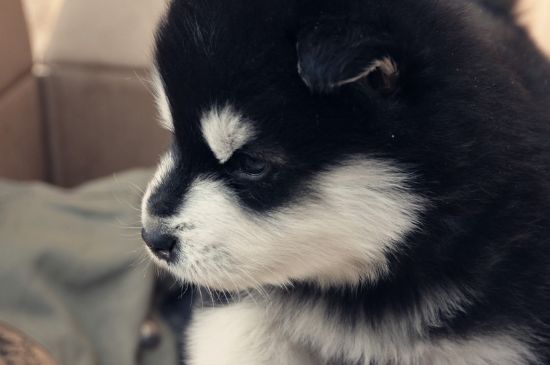 阿拉斯加犬怎么訓練，馴服阿拉斯加幼犬的三種方法