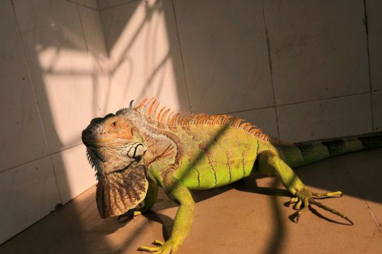 綠鬣蜥怎么泡澡