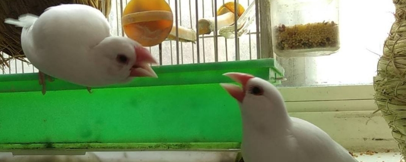 文鳥怎么過冬