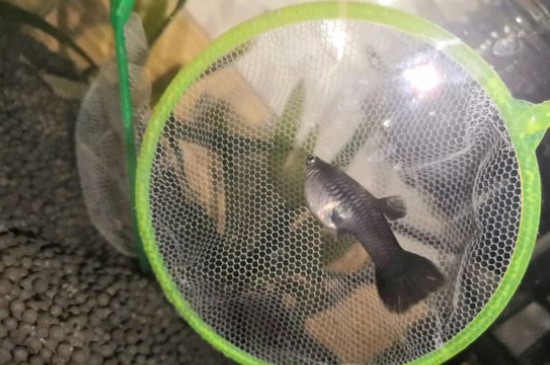 怎么判斷孔雀魚生完了
