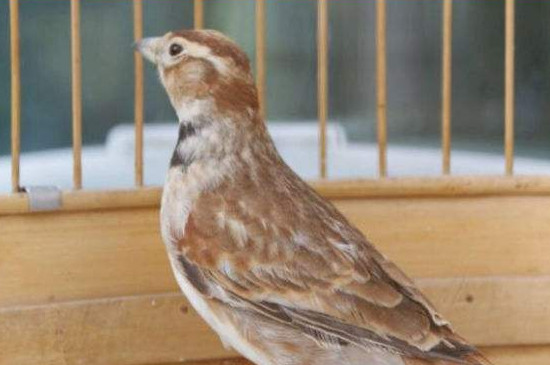 百靈鳥為何不能掛著