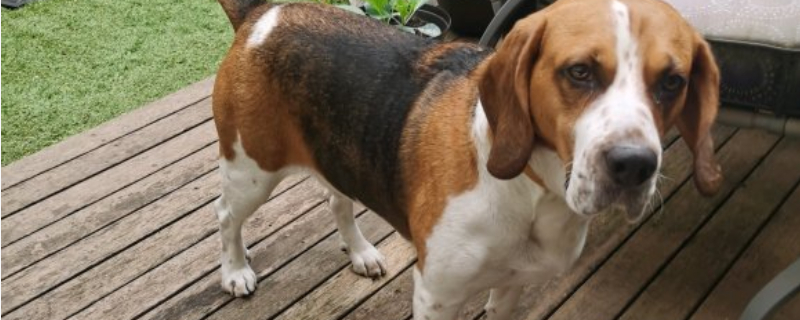 比格犬真的是養(yǎng)不熟嗎