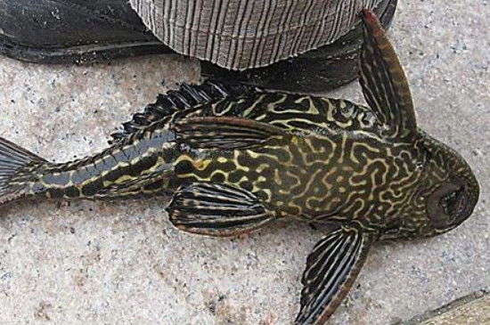 清道夫魚(yú)為什么不容易死