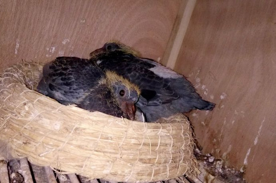 幼鴿的飼養(yǎng)方法與調理