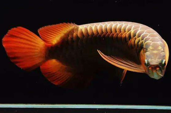 龍魚撞缸掉鱗怎樣處理