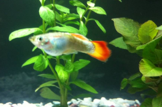 櫻花蝦可以和孔雀魚一起養(yǎng)嗎