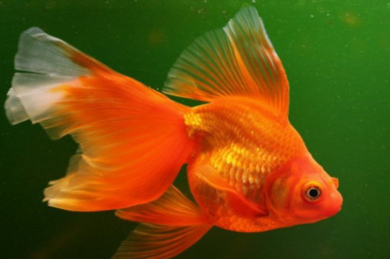 金魚(yú)側(cè)翻但又沒(méi)死怎么辦