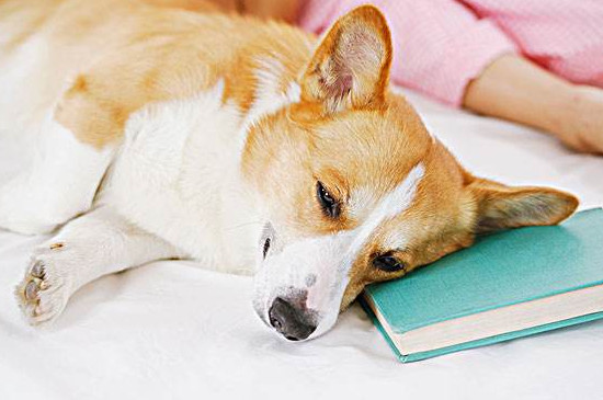 柯基犬換主人會怎樣
