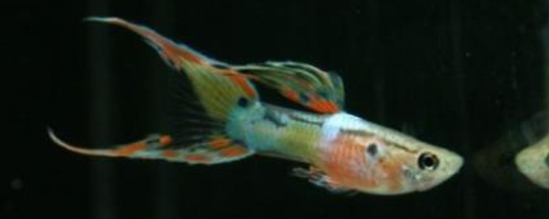 孔雀魚沉底不愛動(dòng)原因