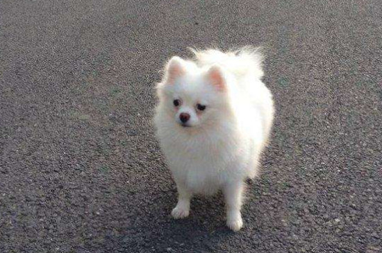 博美幾個月成年