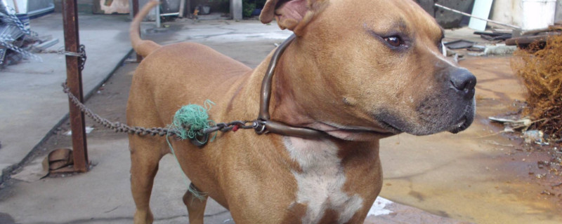 比特犬開口方法