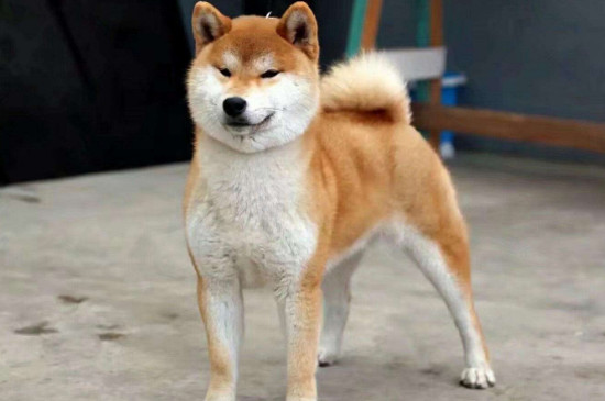 3000能買到純種柴犬嗎，3000多的柴犬靠譜么